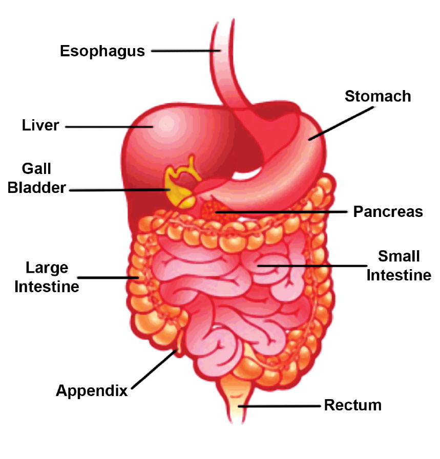 an essay on digestive system